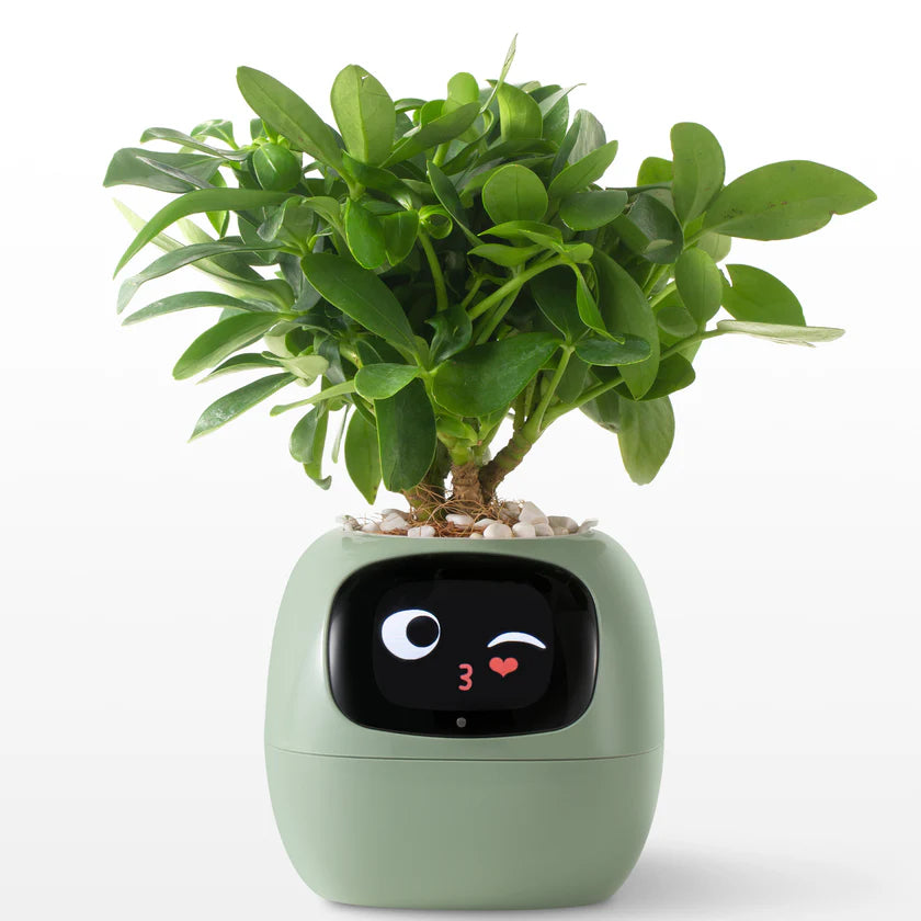 Ivy Smart Plant Pot – Self-Watering, App-Controlled Indoor Planter