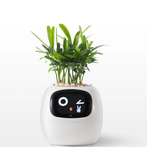 Ivy Smart Plant Pot – Self-Watering, App-Controlled Indoor Planter